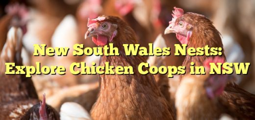 New South Wales Nests: Explore Chicken Coops in NSW 